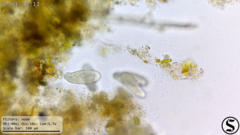 Dexiotricha colpidiopsis