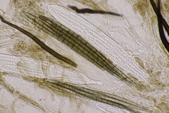 Trichoglossum hirsutum