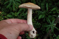 Cortinarius talus