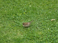 Passer domesticus domesticus
