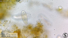 Dexiotricha colpidiopsis