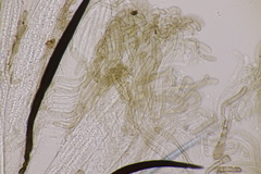 Trichoglossum hirsutum