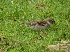 Passer domesticus domesticus