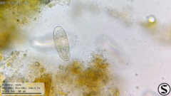 Dexiotricha colpidiopsis