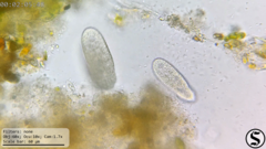 Dexiotricha colpidiopsis