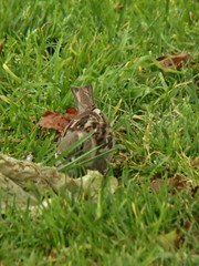 Passer domesticus domesticus
