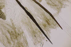 Trichoglossum hirsutum