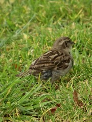 Passer domesticus domesticus