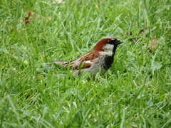 Passer domesticus domesticus