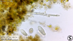 Dexiotricha colpidiopsis