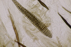 Trichoglossum hirsutum