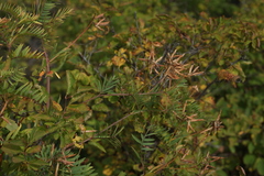 Vicia costata