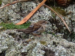 Passer domesticus domesticus