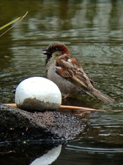 Passer domesticus domesticus
