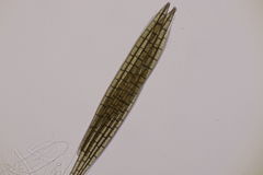 Trichoglossum hirsutum