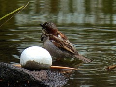 Passer domesticus domesticus