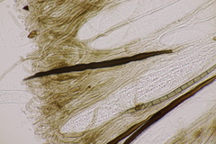 Trichoglossum hirsutum