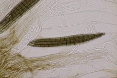 Trichoglossum hirsutum