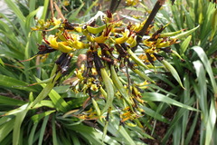 Phormium cookianum