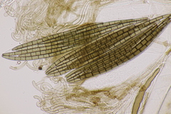 Trichoglossum hirsutum