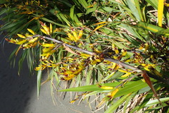 Phormium cookianum