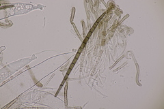 Trichoglossum hirsutum