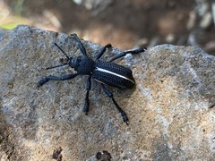 Aegorhinus suturalis