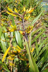 Phormium cookianum
