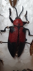 Coraliomela aeneoplagiata
