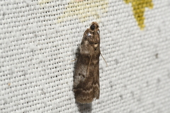 Acrobasis vaccinii