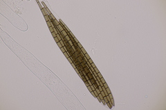 Trichoglossum hirsutum