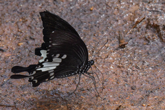 Papilio nephelus chaon