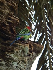 Platycercus eximius