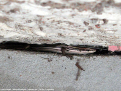 Aspronema dorsivittatum