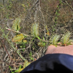 Salix sericea