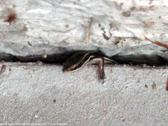 Aspronema dorsivittatum