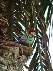 Platycercus eximius