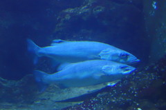 Polyprion oxygeneios