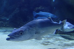 Polyprion oxygeneios