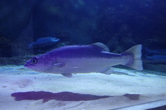 Polyprion oxygeneios