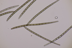 Trichoglossum hirsutum