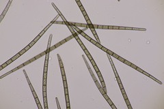Trichoglossum hirsutum