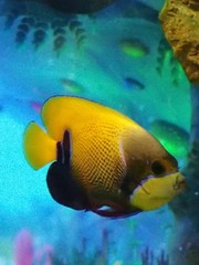 Pomacanthus navarchus