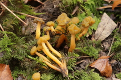 Leotia lubrica