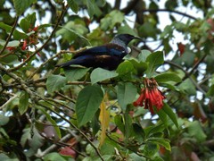 Prosthemadera novaeseelandiae novaeseelandiae