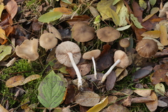 Entoloma