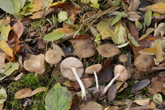 Entoloma