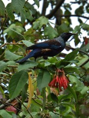 Prosthemadera novaeseelandiae novaeseelandiae