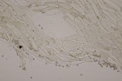 Entoloma