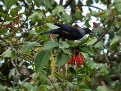 Prosthemadera novaeseelandiae novaeseelandiae